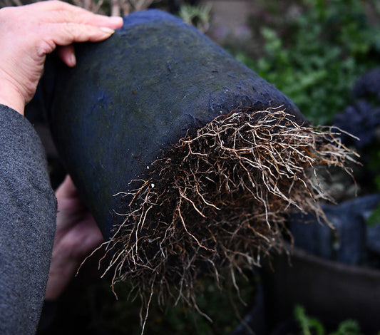 The Benefits of Using Fabric Containers in Your Gardening