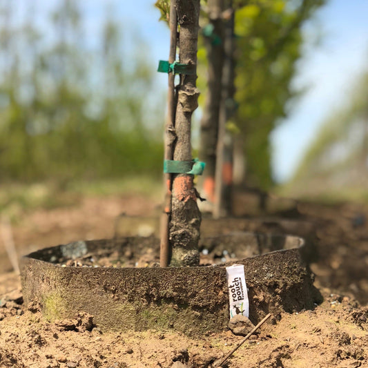 In-ground cultivation using Root Pouch's fabric plant pots