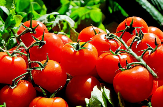 Top Tips for Growing Healthier Tomatoes Using Root Pouch Fabric Plant Pots