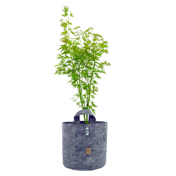 Root Pouch Grey With Healthy Taller Plant