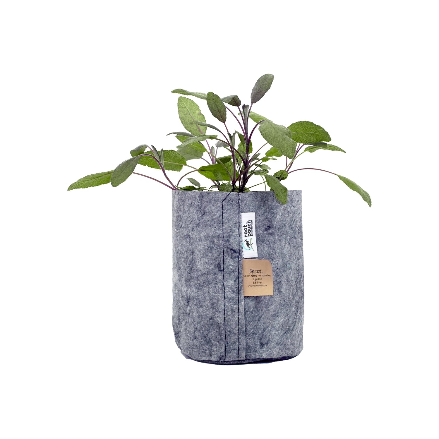 Root Pouch Grey With Healthy Small Plant