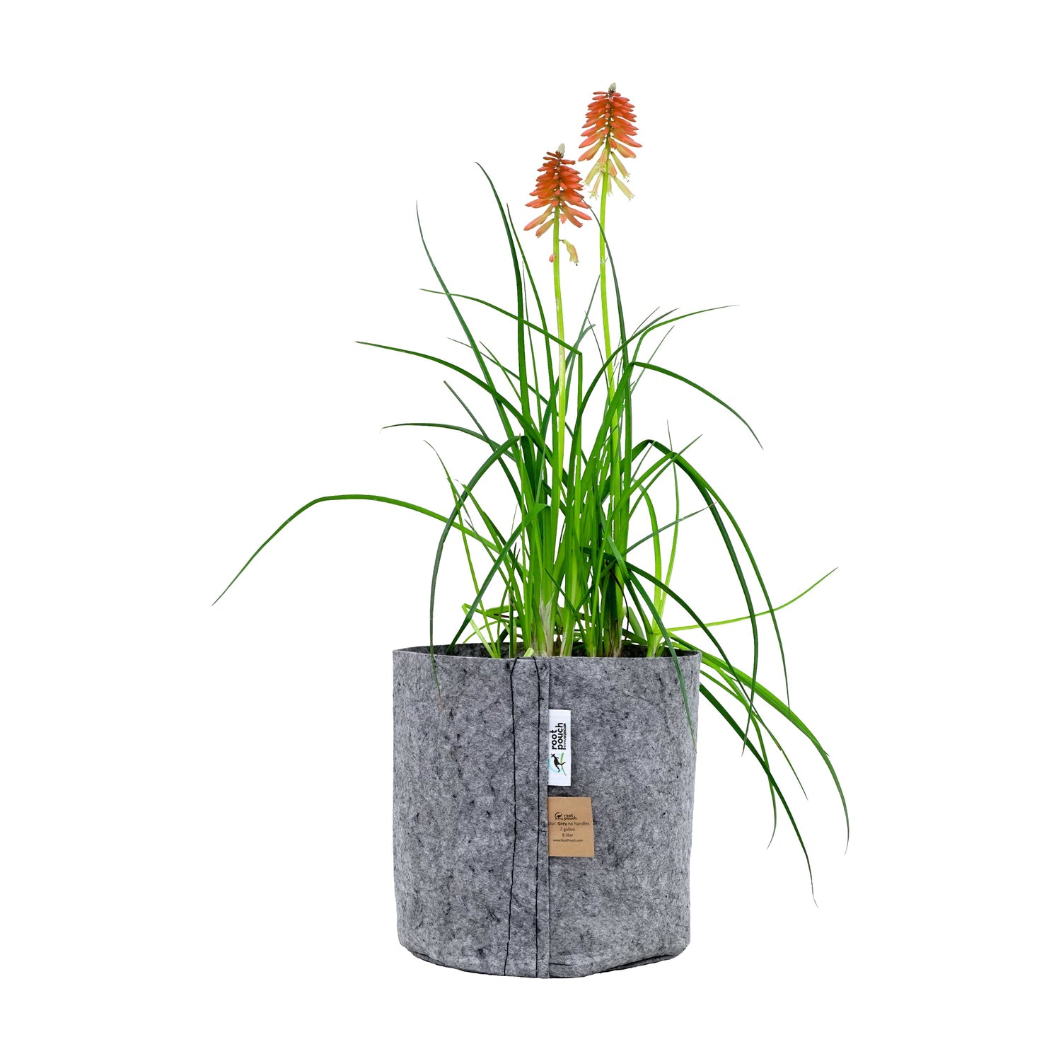 Root Pouch Grey With Healthy Tall Plant