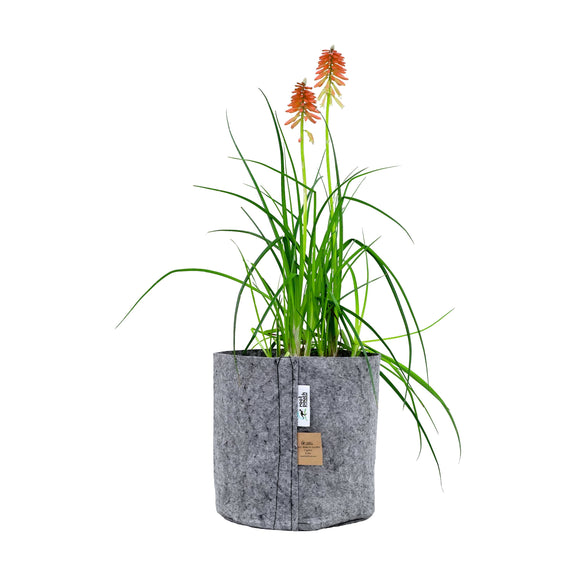 Root Pouch Grey With Healthy Tall Plant