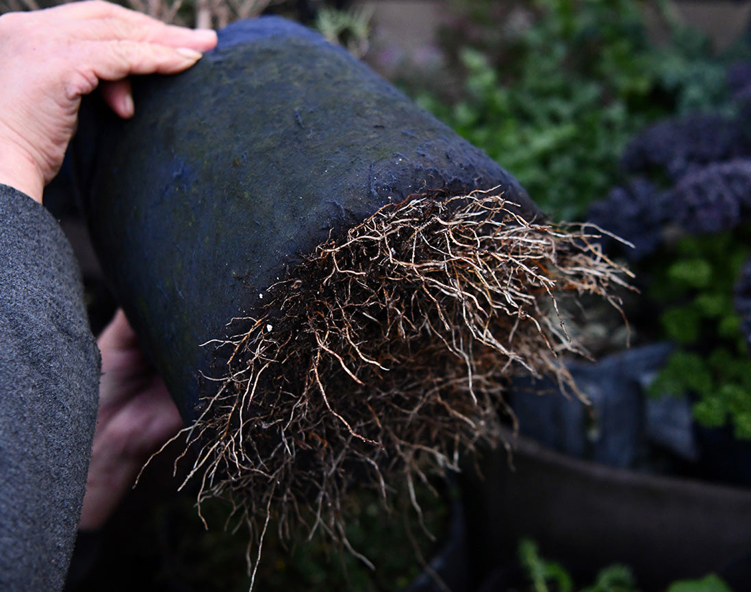 Healthy roots growing with fabric plant pots